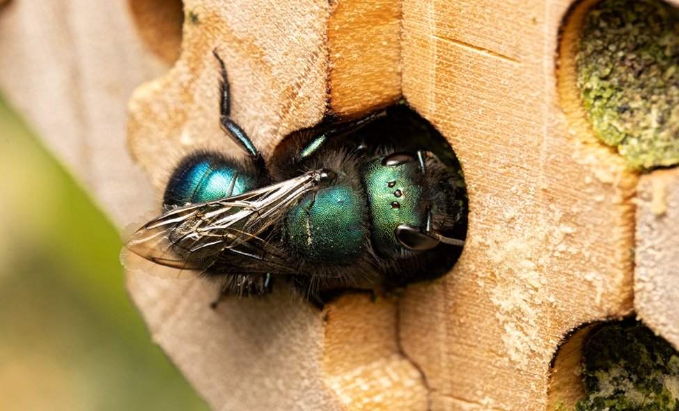 Osmia ribifloris in blueberries